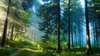 Laden Sie das Bild auf Ihrem Desktop mit erstaunlichen freundlich Wald an Wunder gehüllt.