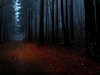 Темный лес, окутанный волшебным сказочным мраком.