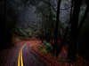 Road in einem dunklen Wald.