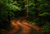 Дорога в густом лесу.