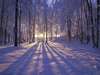 Coucher de soleil dans le fond d'écran de forêt d'hiver.